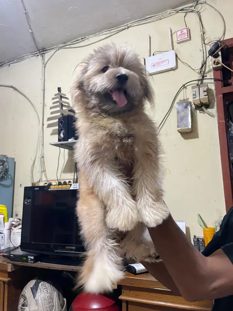 poodle mix shihtzu