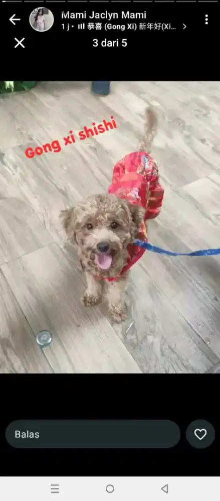 Poddle Toy 2 yr Golden Brown
