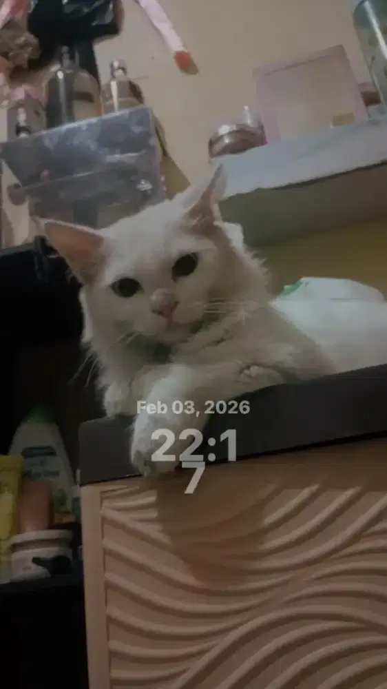 Di jual Kucing jantan persia