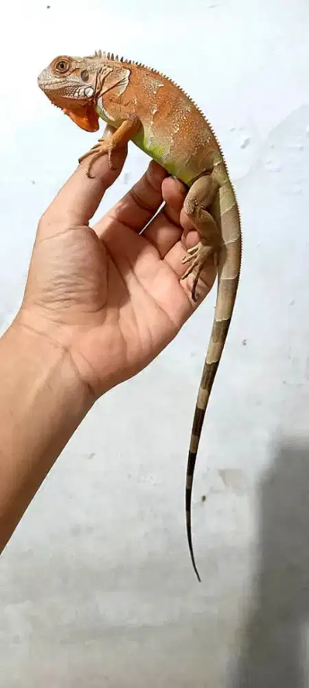 Iguana tobago hybrid red 1