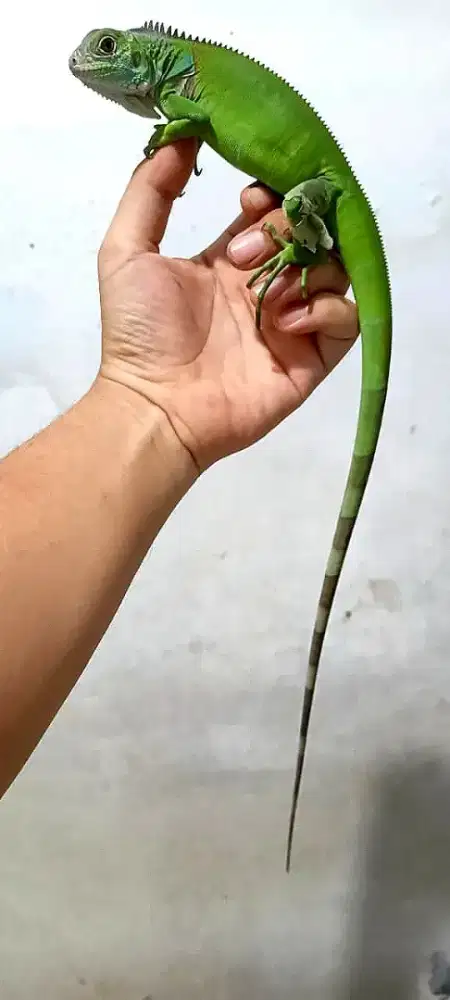 Iguana green colum 1