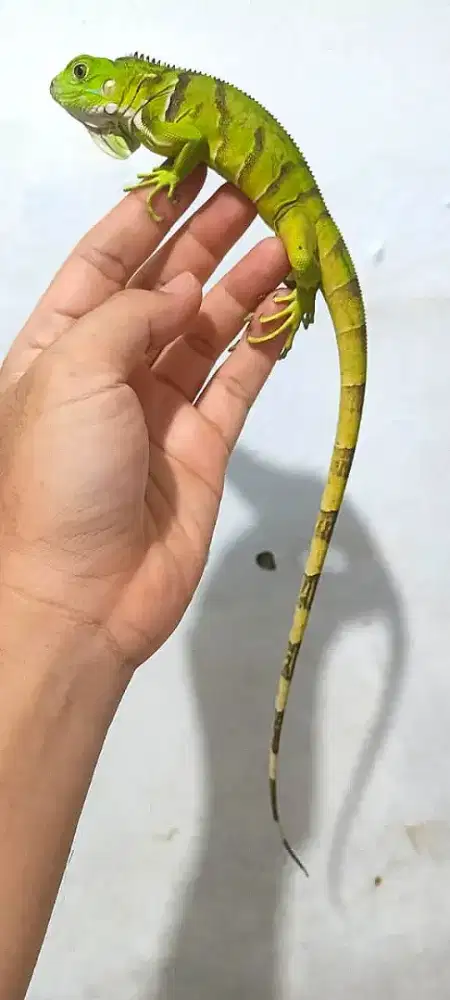 Iguana tobago hybrid green 3