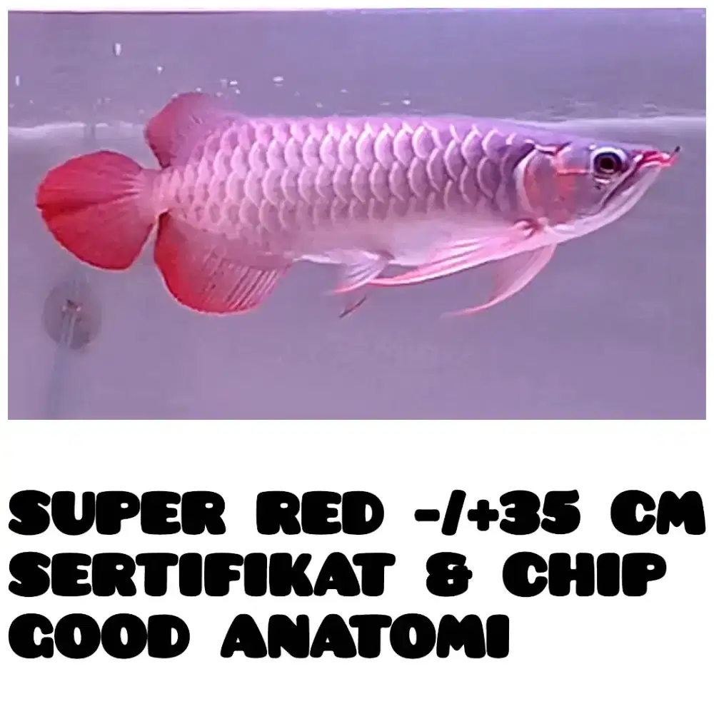 Arwana Arowana Super Red 35cm