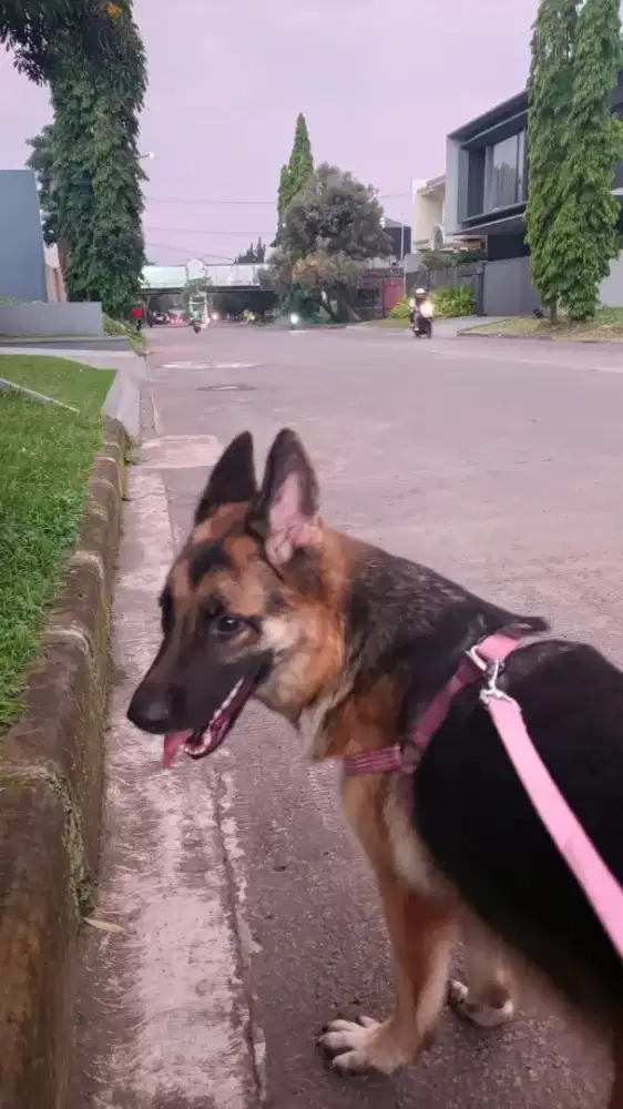 Herder betina 2thn