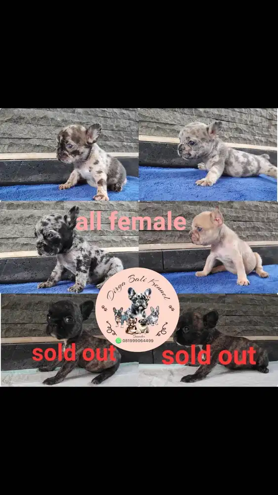 French bulldog marle