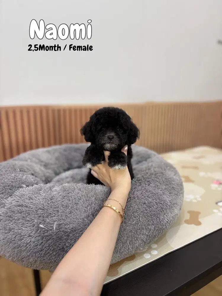 Poodle silver , Female , maltipoo pudel anak anjing lucu
