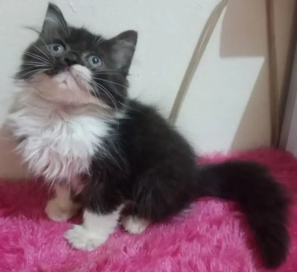 Persia Kitten Black Tuxedo