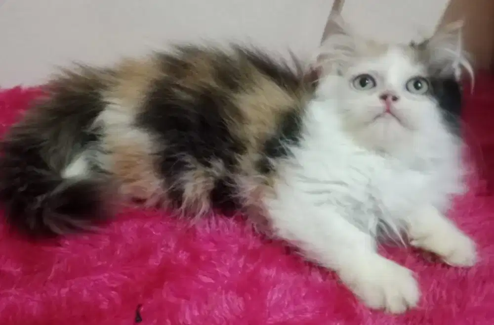 Persia kitten calico