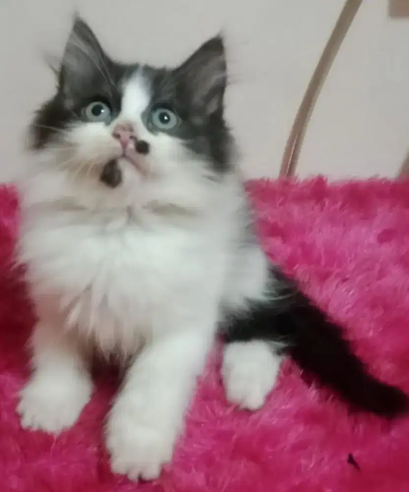 Persia kitten black n white
