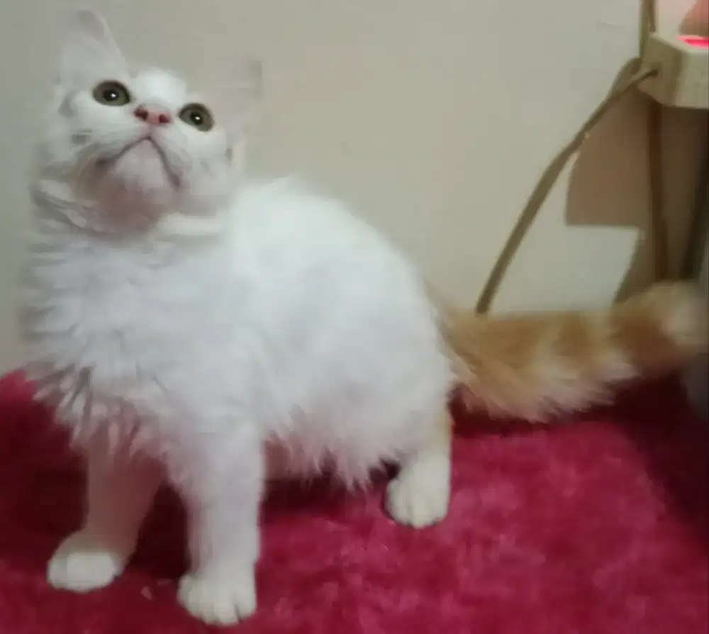 Persia kitten white oyen