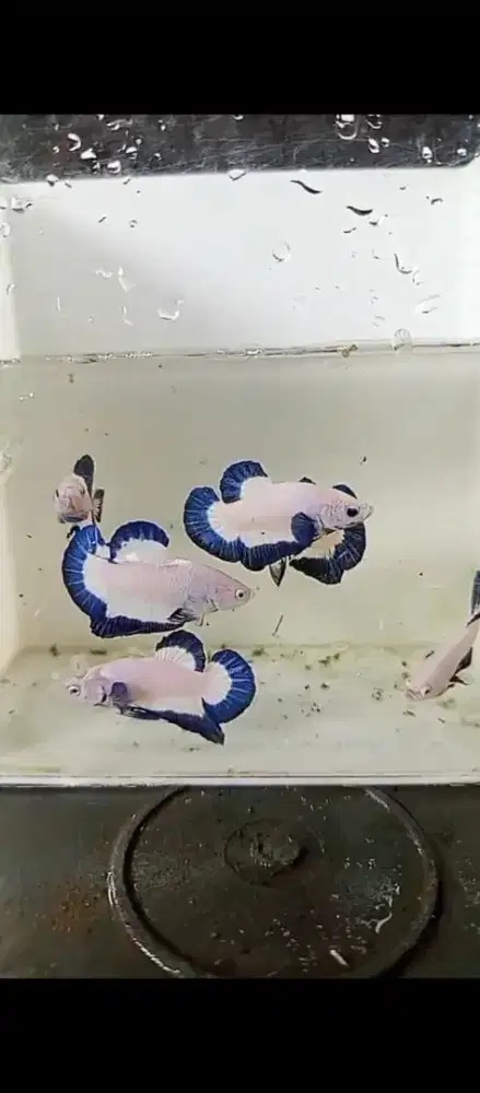Ikan cupang size S++