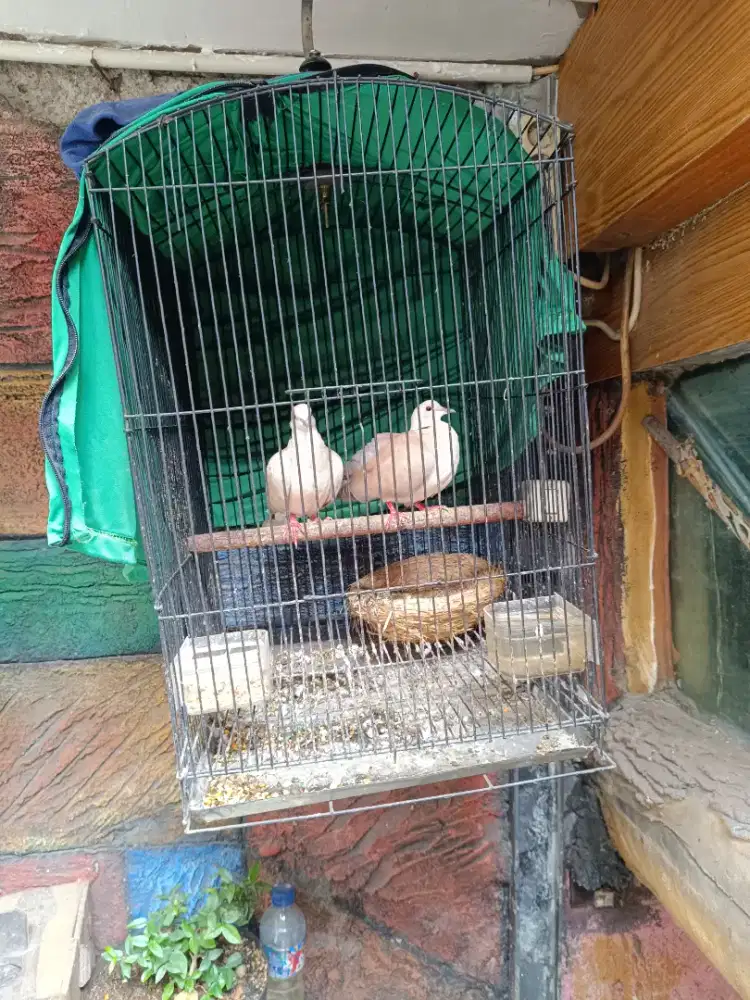 Burung saja puter lokal sepasang sudah manggung barter tuker tambah