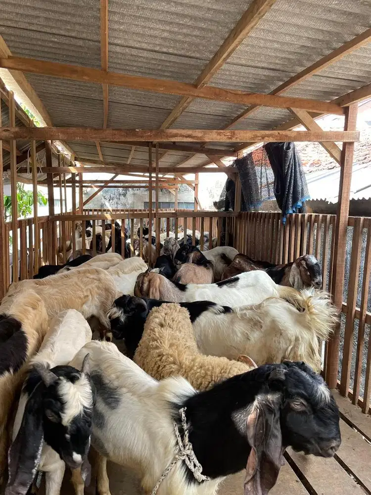 Hewan Kambing Qurban