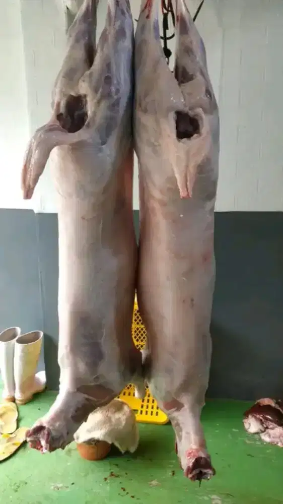 Karkas Domba  / Domba Muda Fresh / Segar