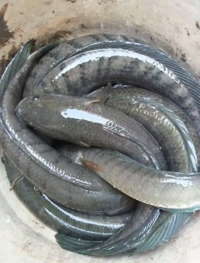 Bahan kuliner beralbumin tinggi