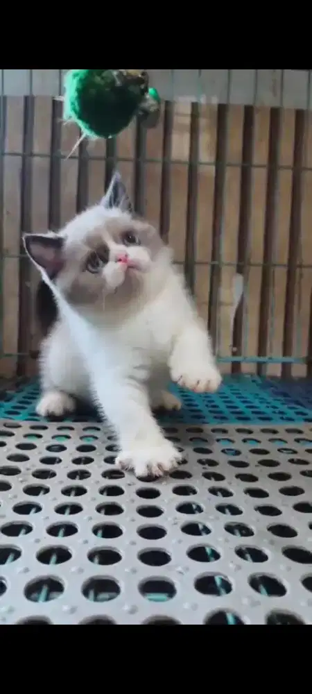 Kitten BSH bulat motif ragdoll langka