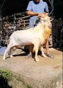 kambing gunung jantan 80kiloan saanen tanduk panjang siap qurban puas