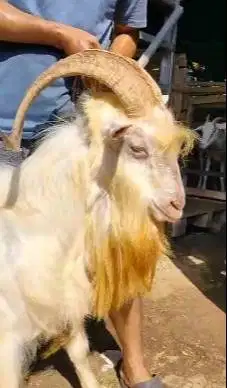 kambing gunung exotik 80kiloan ras saanen siap kurban premium rawatan