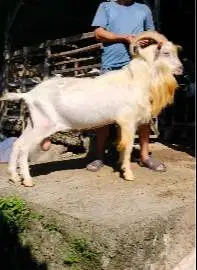 kambing gunung 80kiloan ras saanen siap kambing qurban premium exotik