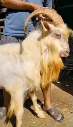 kambing gunung exotik 80kiloan siap kambing qurban premium exotik puas