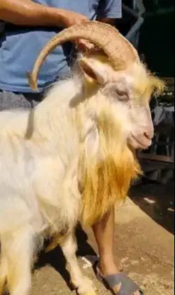 kambing gunung exotik 80kiloan siap hewan qurban premium exotik manteb
