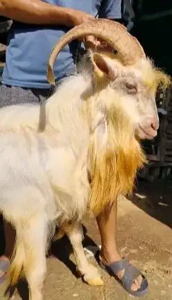 kambing gunung exotik 80kiloan ras saanen siap kambing qurban premium