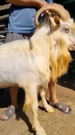 kambing gunung qurban 80kiloan tanduk panjang putih bersih ganteng top