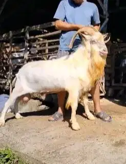 kambing gunung 80kiloan tanduk panjang ras saanen siap qurban premium