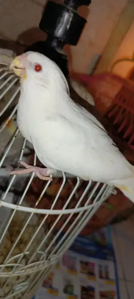 Falk albino MM jinak