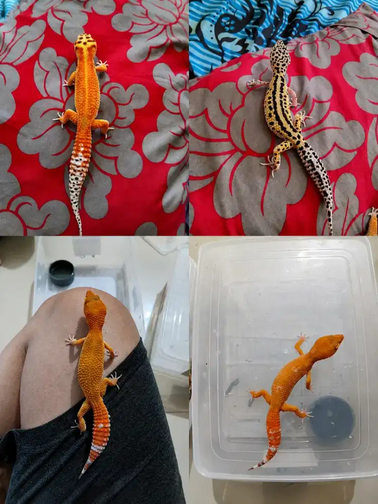 Dijual Gecko 2 Pasang Adult