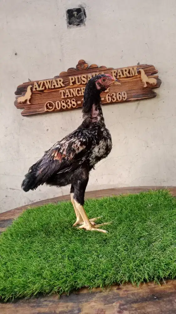 Ayam pama x bangkok