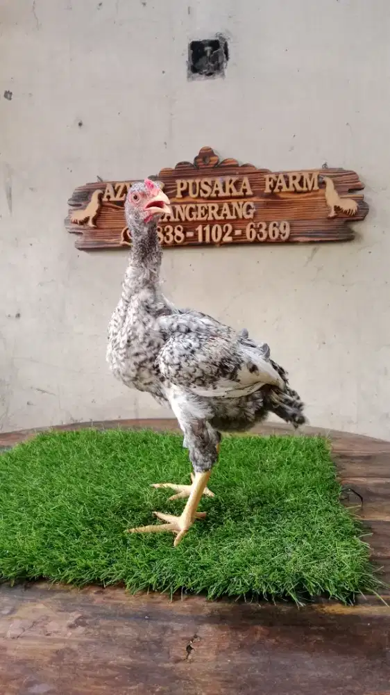 Ayam bangkok x pama