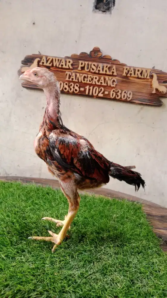 Ayam anakan birma telor ijo x pama yokere