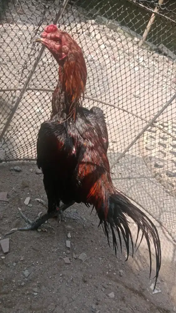 Ayam bangkok prospek