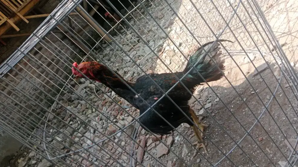 Ayam jantan pama bulbu