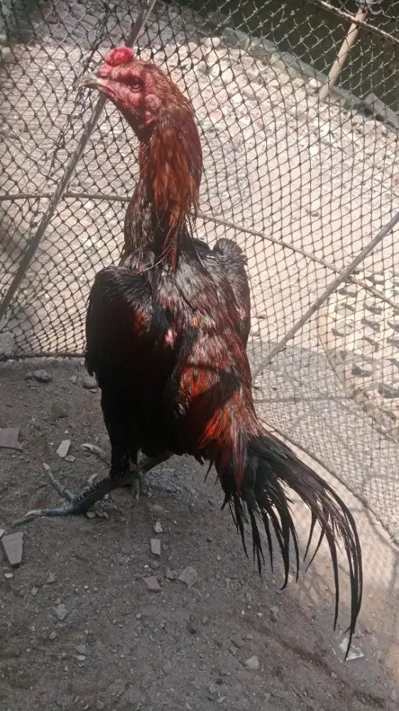 Ayam bangkok dan pama bulbi