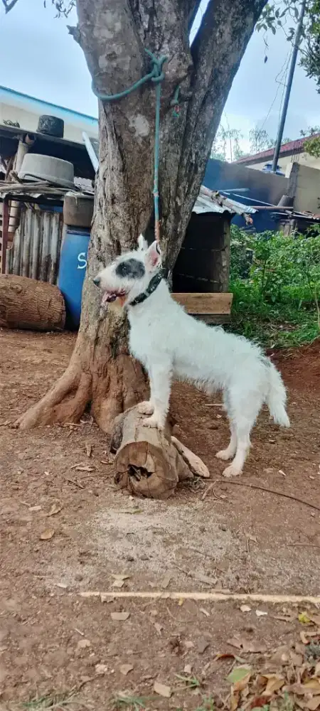 Teril mix rabok super jantan