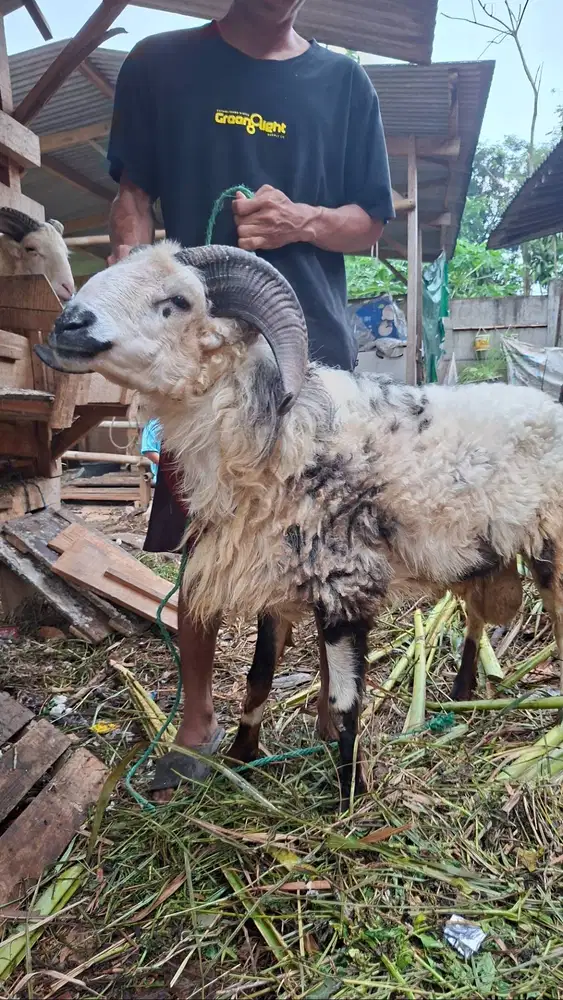 Domba Qurban 2026