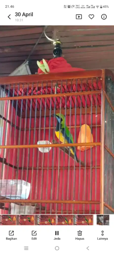 Burung cucak cungko pala kuning