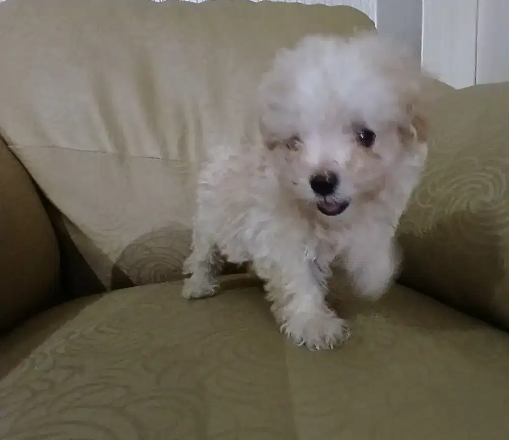 PUPPY POODLE APRICOT UMUR 2 BLN