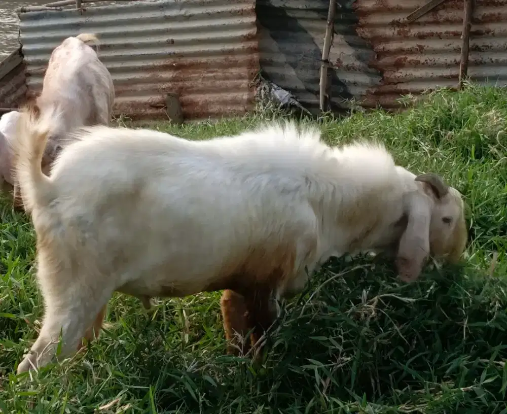 Jual Kambing Qurban Harga Nego