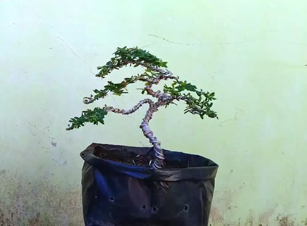 Bonsai mame simbur super mikro
