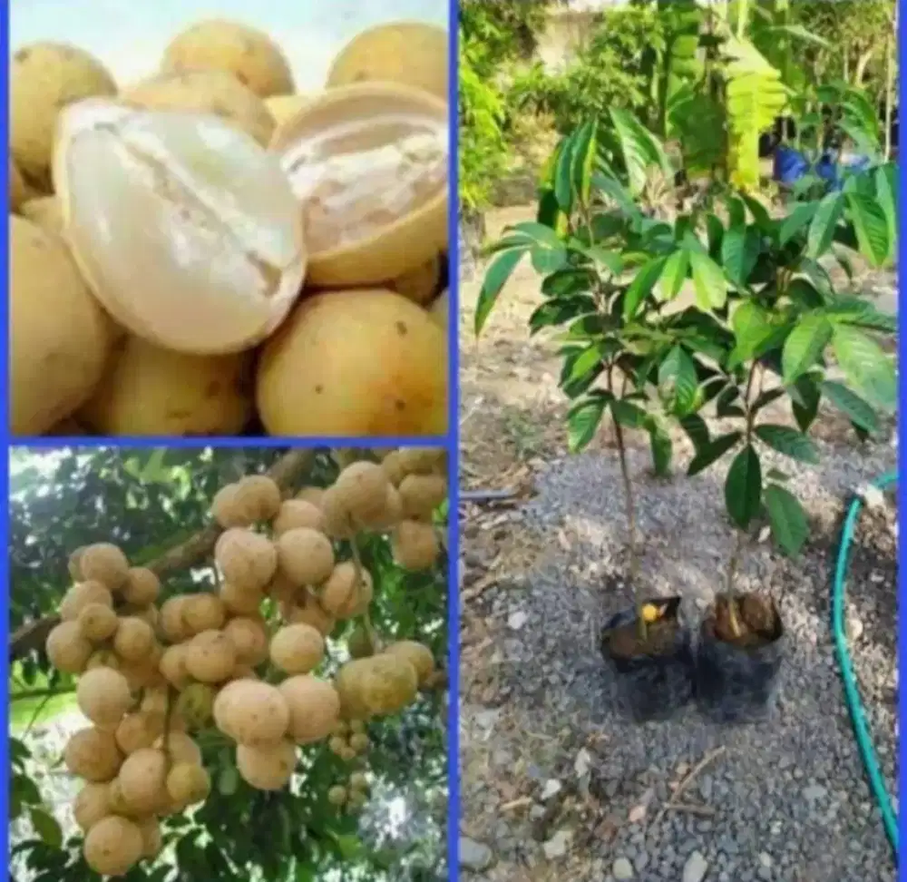 Bibit Buah Duku Komering