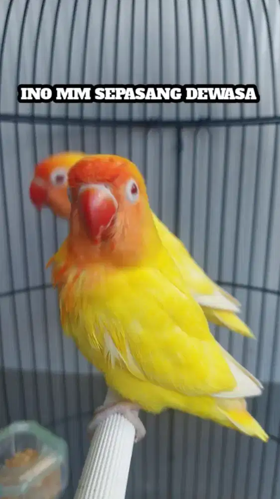 Burung lovebird pasangan dewasa lb Lutino MM