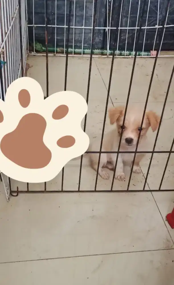 Anak Anjing / Puppy Pitt Bull Mix