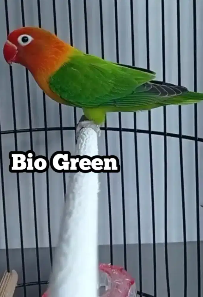 Burung lovebird sortiran ngekek aktif LB 5bln Biola Green