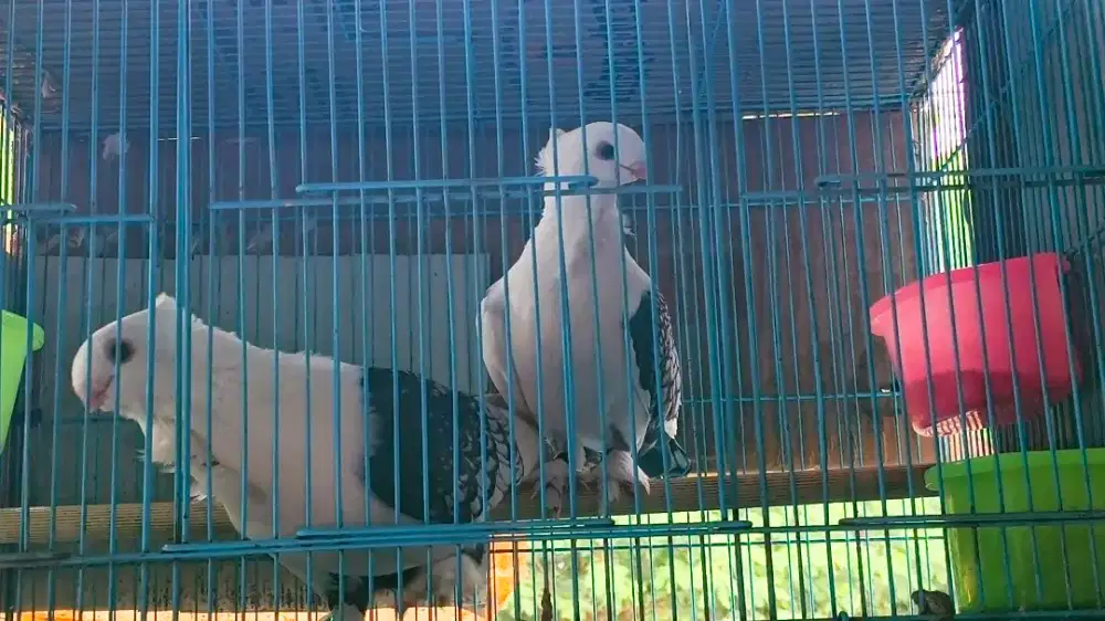 Sepasang Merpati Santinet