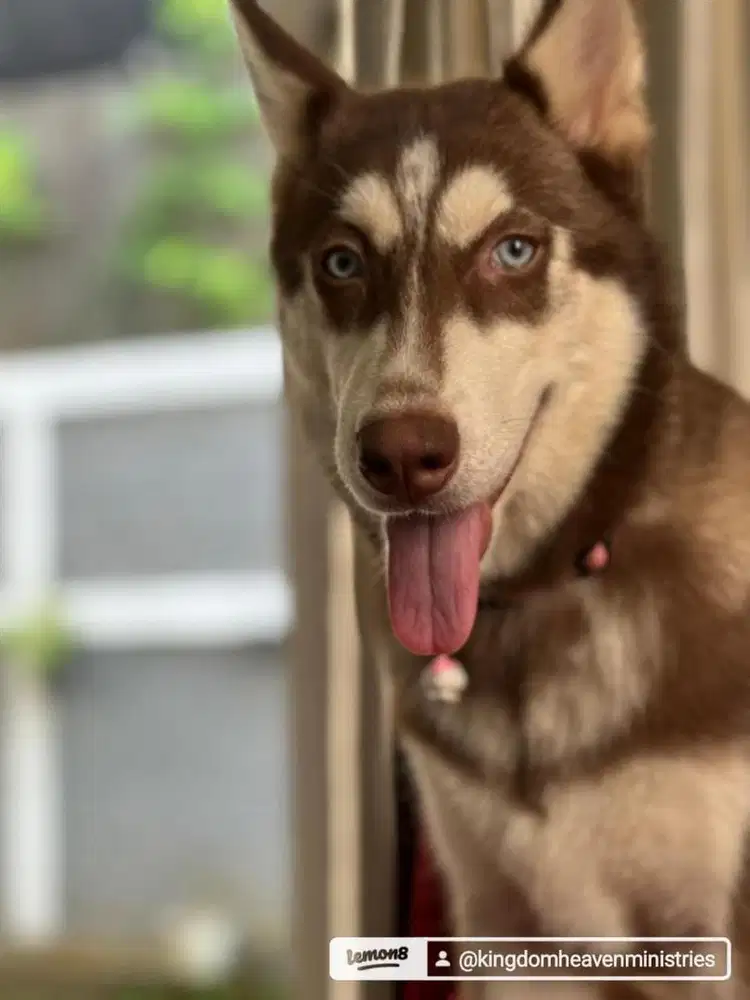 Dihibahkan Anjing Husky Betina Umur 2 tahun Stambum Lokasi Sukabumi
