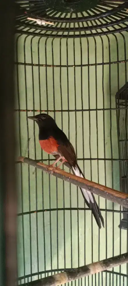 burung murai batu