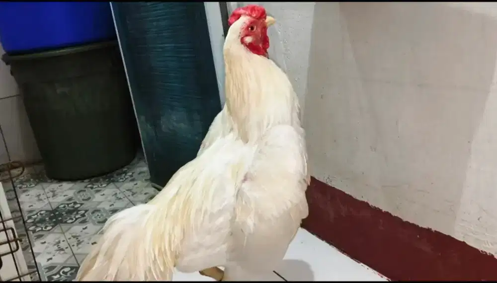 Ayam Jago Bangkok Putih